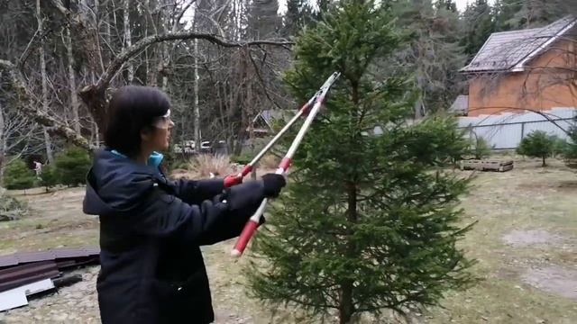 Ёлки-шарики. Стрижем вместе с нуля. смотреть онлайн