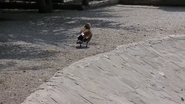 Птицы Часть 1 в Зоопарке-Сафари.Бердянск 2016 год. смотреть онлайн