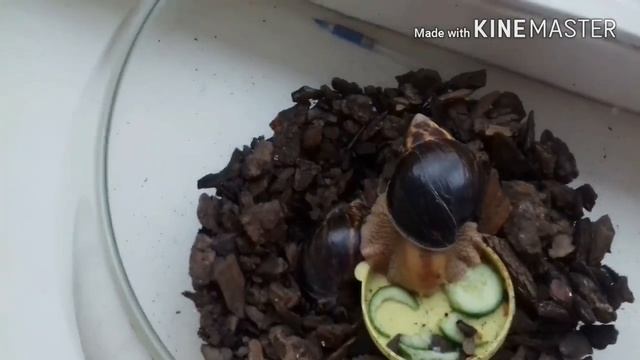 Как взять в руки и чем кормить улитку ахатину смотреть онлайн