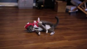 Лучшие костюмы для кошек: смешные и необычные идей одежды | Ярмарка Мастеров