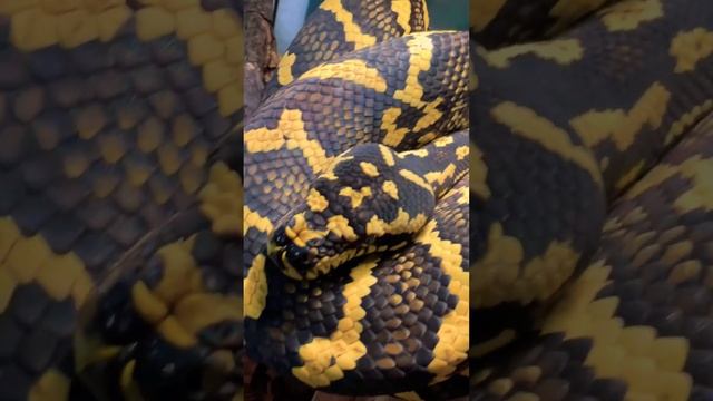 Amazing Snakes (Jungle Carpet Python)