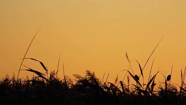 Моя милая родина