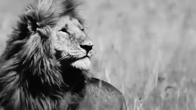 ТЕНСА - Я ЦАРЬ ЗВЕРЕЙ смотреть онлайн