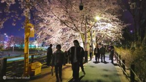 🌸양재천 벚꽃축제, 서울에서 가장 아름다운 벚꽃길 핫스팟  함께 걸어요. 양재천 영동1교, 여의 1교, 서울 여행