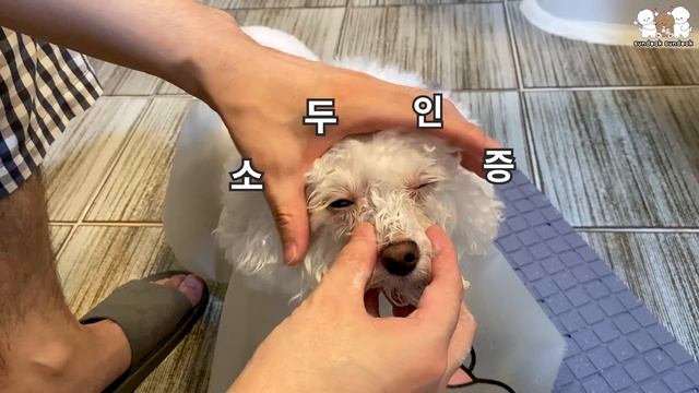 강아지 눈물 자국 관리 방법