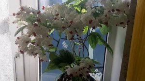 Мой  комнатный  цветок  клеродендрум