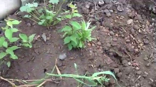 На даче в куче навоза! :) смотреть онлайн