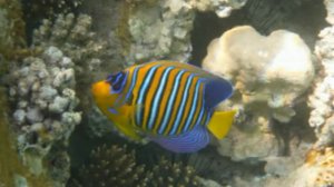 Рыбы Красного моря - Дальние моря