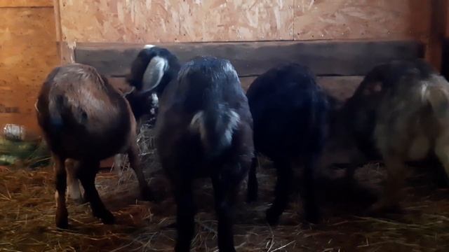 Как подготовить котную козу к окоту? смотреть онлайн