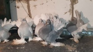 Ростовские статные голуби (ростовские светлые, серебристые)