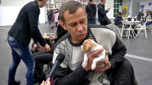 Английский пойнтер - собака-указатель дичи и просто хороший друг