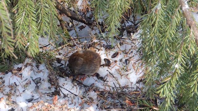 лесная мышь смотреть онлайн