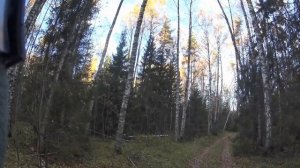 Охота с гончими на зайца 9 10 21