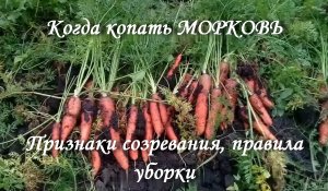Когда копать МОРКОВЬ