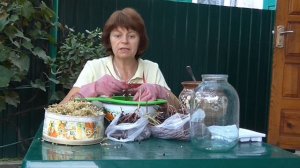 Бузина черная(Sambucus nigra). Полезные свойства бузины. Рецепт приготовления.