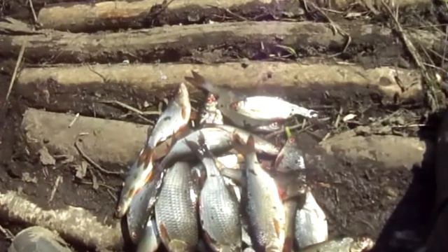 Пошел на рыбалку не забудь удочку иначе спалит инспектор смотреть онлайн