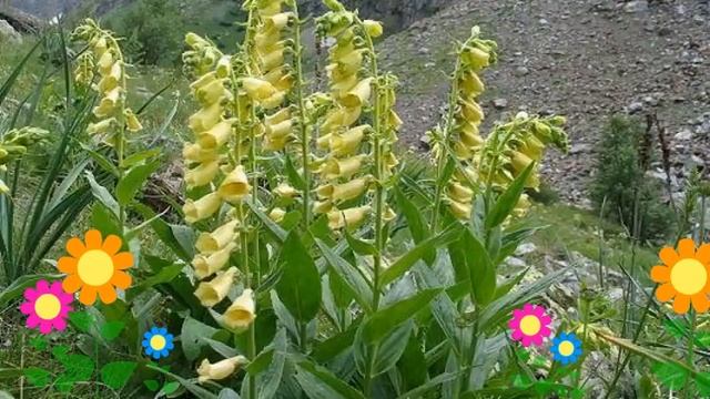 Наперстянка крупноцветковая Dwarf Carillon. Краткий обзор, описание характеристик
