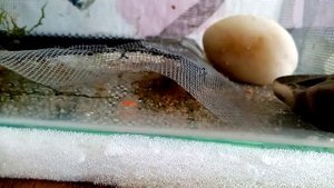 Нерест тетры "Плотвичка"