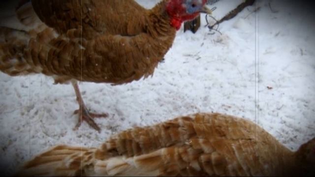 Почему не несутся цесарки смотреть онлайн