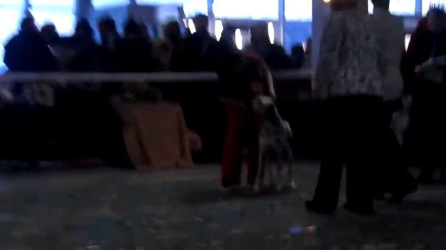 Выставка собак в Ростове-на-Дону 12.02.12 смотреть онлайн