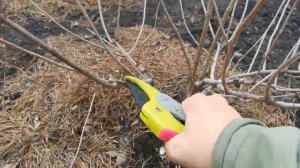 #4 #гортензия Обрезка метельчатой гортензии в весной!#обрезкагортензии