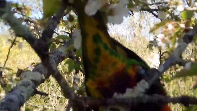 lorikeet eats cherry blosom смотреть онлайн