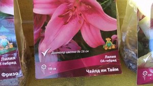 Лилии ОТ-ГИБРИДЫ. Новые сорта, заказ 22 года.