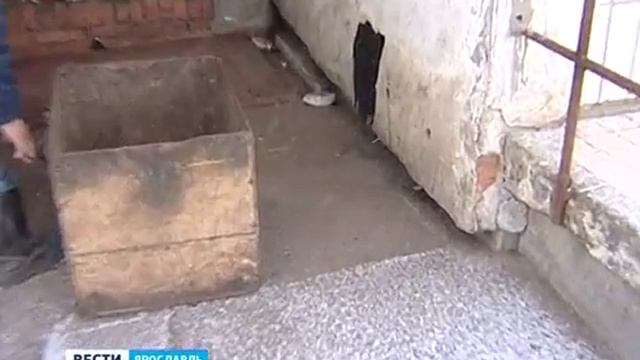 Многоэтажку в Дзержинском районе Ярославля атаковали крысы смотреть онлайн