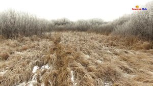 Какой бывает загонная охота на косулю