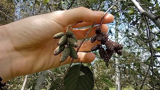 Conoce este IMPORTANTE árbol ??? Aliso (Alnus acuminata) aliso andino huayó huauyu ramrash смотреть онлайн