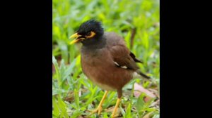 Всё о птицах " Майна"