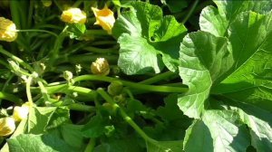 Патиссоны НЛО ОРАНЖЕВЫЙ