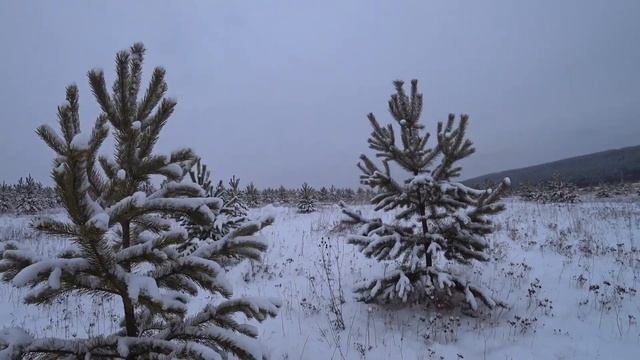 В лес за Новогодней Сосной. ВЛОГ смотреть онлайн