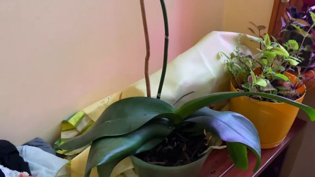 4 декабря не забудьте загадать желание
