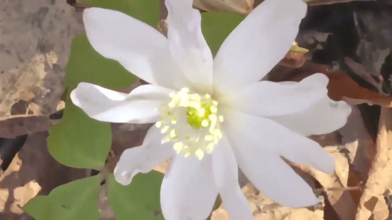 FLOWERS  Big anemone, forest , Spring ️️️, огромные цветы ветренница, птицы,лес, весна
