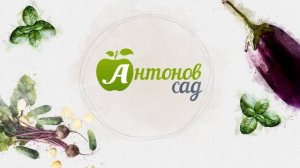 Укрытие ежевики на зиму: подготовка, виды укрытий. Морозостойкие сорта ежевики Анатолия Сидоровича