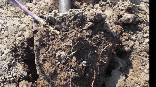 Как лучше размножить ремонтантную черную малину Нивот (Niwot) смотреть онлайн