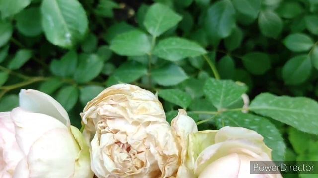 Троянда Стефані Баронін цу Гуттенберг (Stephanie Baronin zu Guttenberg) смотреть онлайн