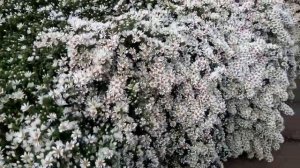 Астра вересковая "Снежная лавина" Snow Flurry и всё о ней.#астравересковаяснежнаялавина. #астрывсад