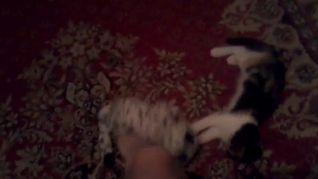 Моя кошка дерется с кошкой смотреть онлайн