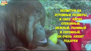орангутан