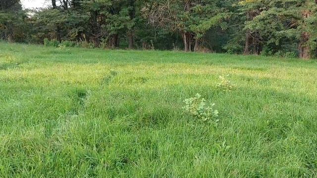 #канекорсо  Вязка.Стоит ли развязать кобеля?