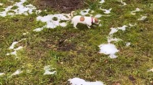 Учим щенка Джек Рассела ходить в туалет на улице💩