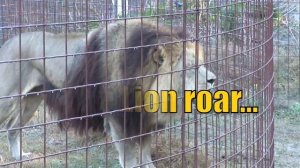Funny Crazy BIG CAT SOUNDS!
