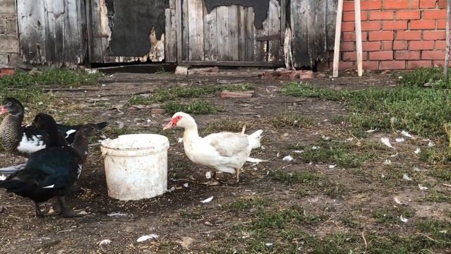 СКОЛЬКО ВРЕМЕНИ ДЛИТСЯ ЛИНЬКА ИНДОУТОК ИЛИ МУСКУСНЫХ УТОК ? КОГДА МЕНЯЮТ ПЕРО УТКИ ? смотреть онлайн