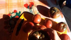 Такой Томат Сажать не Буду не понравился. Обзор томата Черный мавр. #черныймавр