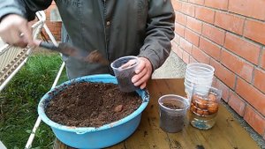 Грецкий орех в Подмосковье#Выращивание из семян - Учимся вместе.