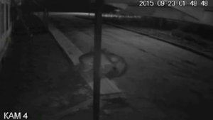 Волки рвут собаку на глазах у хозяина !!!