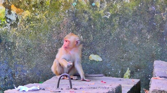 Wow.! Smart baby Jovi tries to drink milk from first camera | She is really beautiful and cute смотреть онлайн