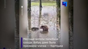 В Орле из лужи возле жилого дома выловили бобра